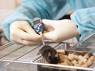 Blood glucose measurements are taken from a mouse.
