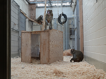 Three macaques are staying in an indoor enclosure. One is sitting on a small wooden hut, another on a thick branch. The third is on the floor, which is covered with litter. All animals wear a metal mount on their heads. In the enclosure hangs a car tire on a rope as a plaything.